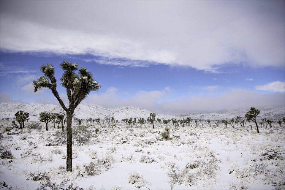 Snow over a field of Joshua trees in Lost Horse Valley