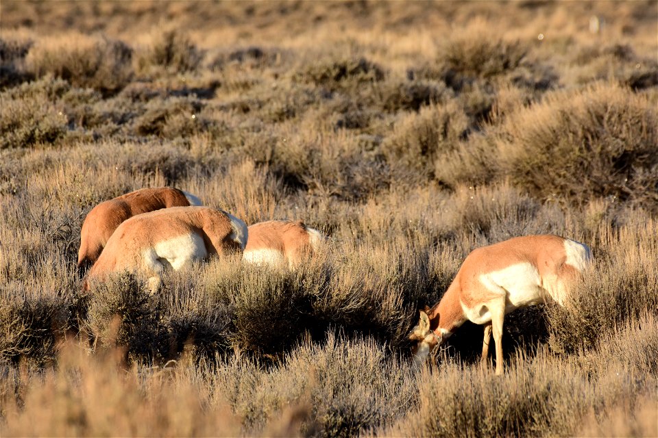 Pronghorn at Seedskadee National Wildlife Refuge