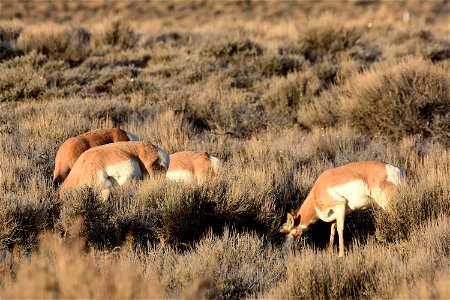 Pronghorn at Seedskadee National Wildlife Refuge photo