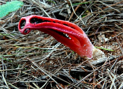 Octopus Fungus. photo