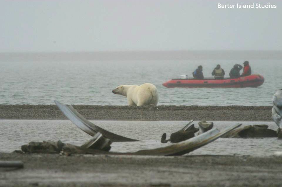 Polar Bear Observation