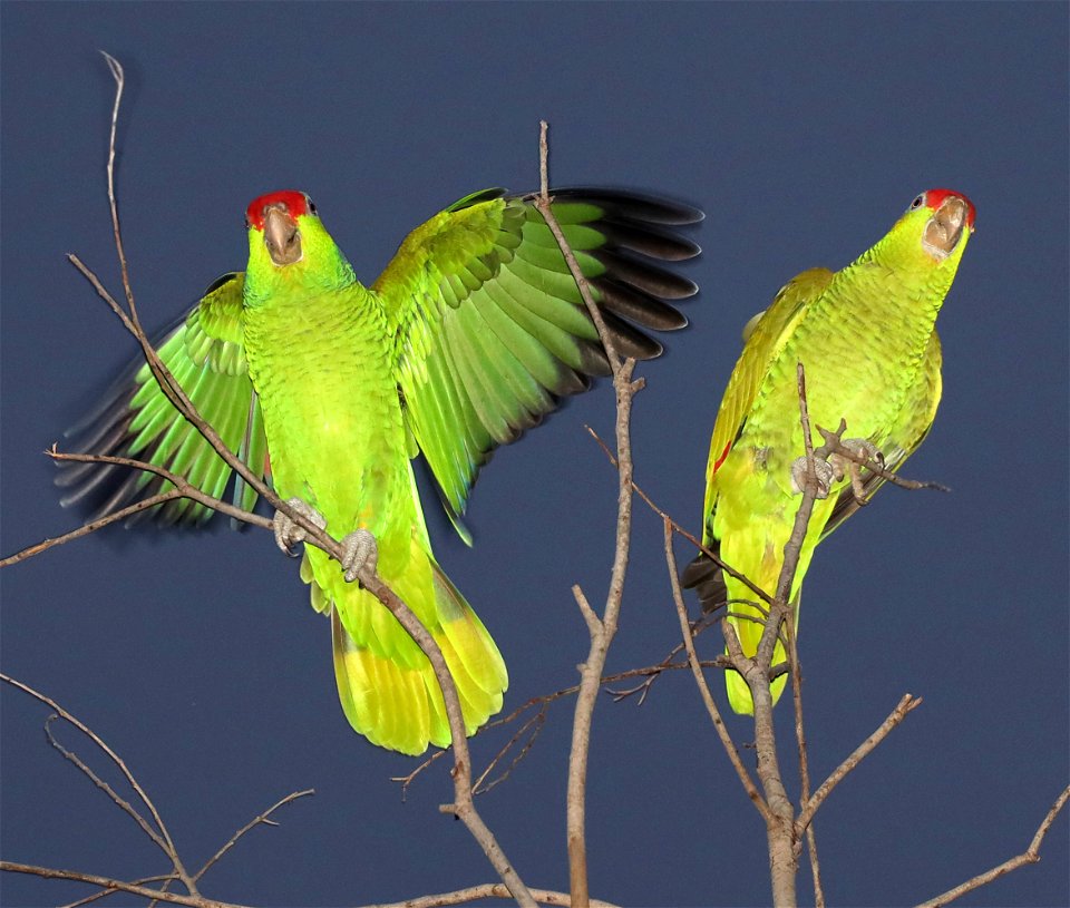 565 - RED-CROWNED PARROT (12-06-2021) oliveira park, brownsville, cameron co, tx -14