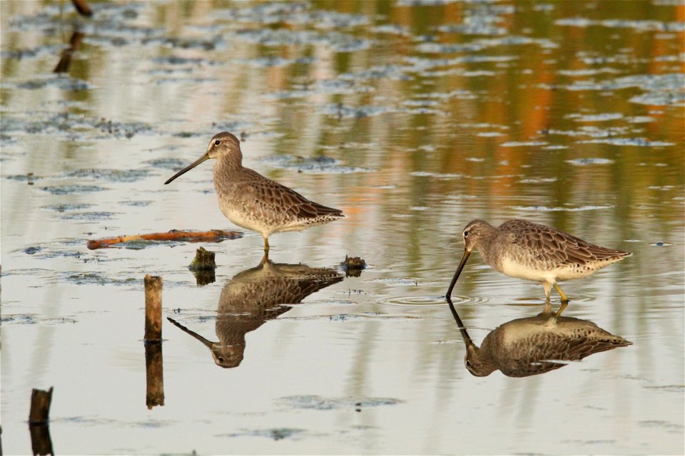 Dowitchers Huron Wetland Management District photo