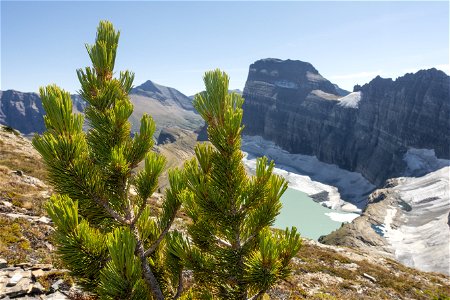 A Whitebark Pine Grows Above Grinnell Glacier photo