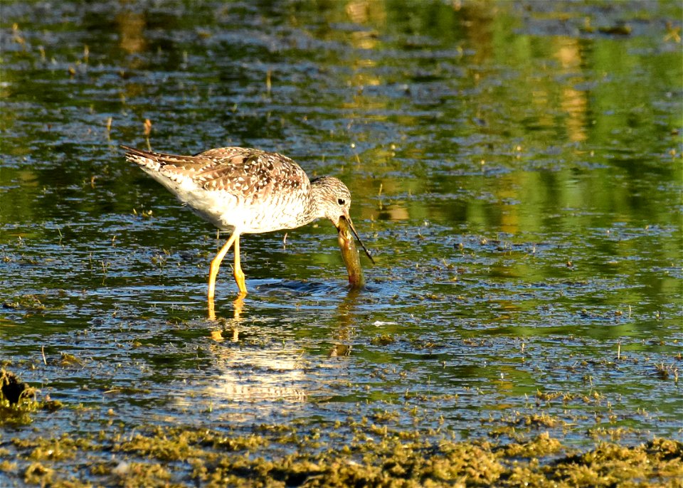 Greater yellowlegs at Seedskadee National Wildlife Refuge Wyoming