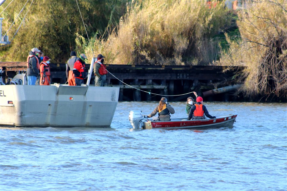 Delta smelt experimental release