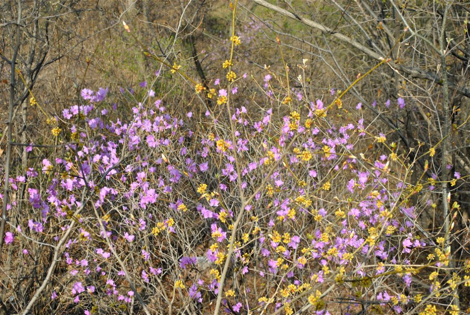 Younginsan Park Spring 2023