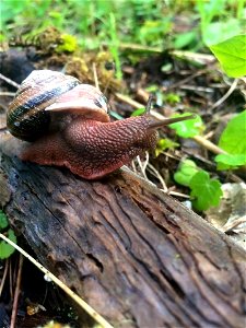 Pacific Sideband - Monadenia fidelis fidelis