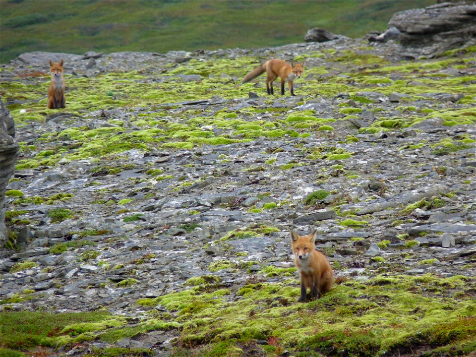 Red Foxes at Puale Bay
