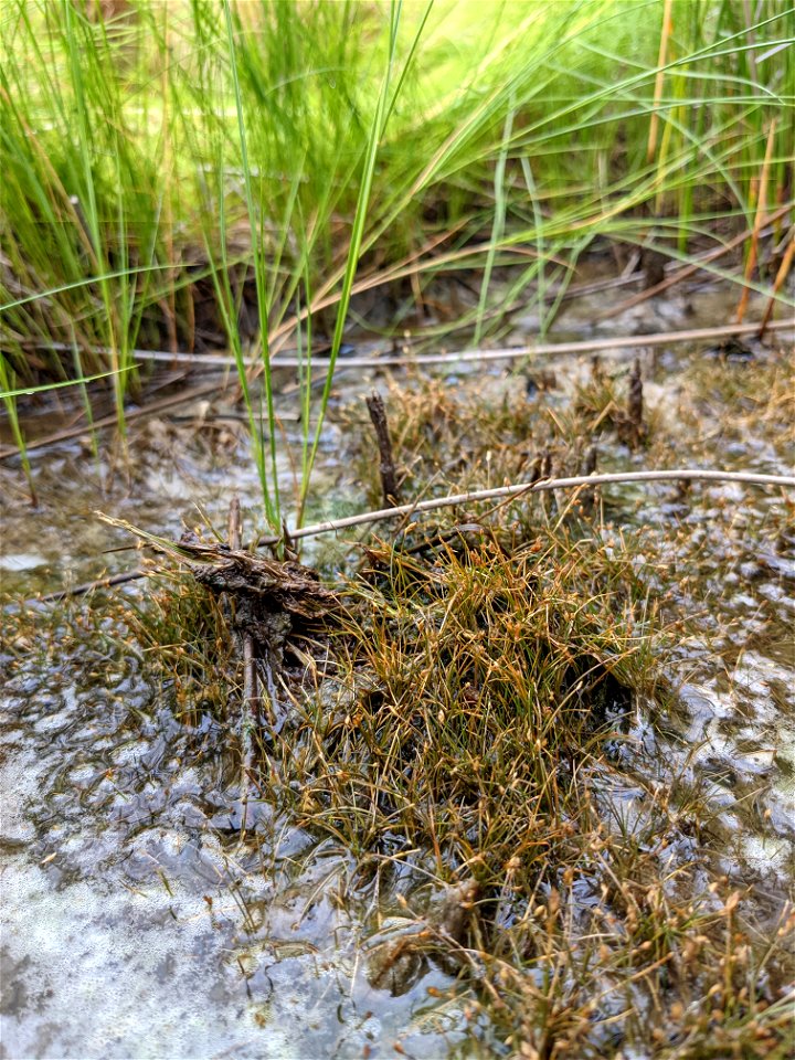 Eleocharis parvula ncwetlands SK