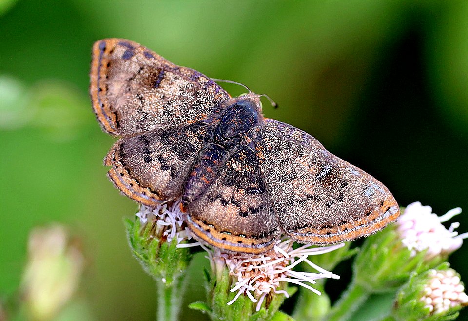 METALMARK, RED-BORDERED (Caria ino) (01-09-2022) national butterfly center, hidalgo co, tx -01