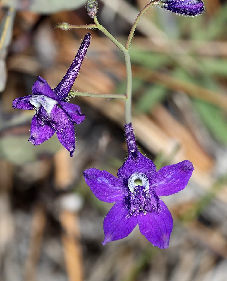 Delphinium depauperatum (Dwarf Larkspur) (04-07-2022) rough and ready botanical area, josephine co, or -01 ID UNCERTAIN