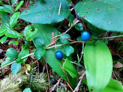 Queen's cup berry, Mt. Baker-Snoqualmie National Forest. Photo by Anne Vassar Aug. 10, 2021.