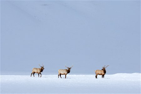Elk on the National Elk Refuge