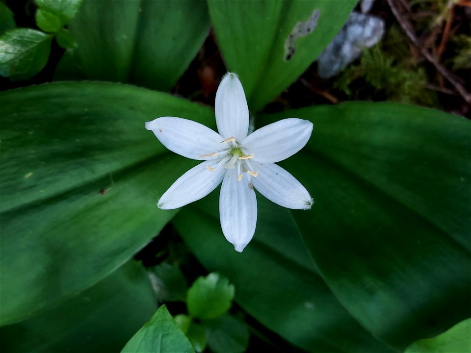 Queen's cup. Old Sauk Trail, Mt. Baker-Snoqualmie National Forest. Photo by Anne Vassar June 2, 2021.