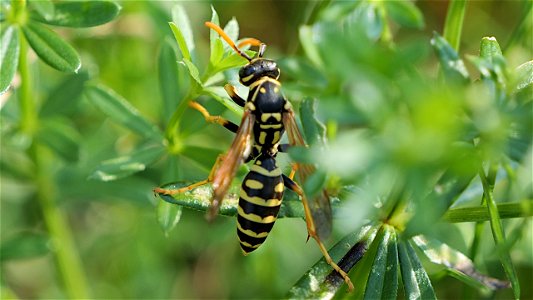 Polistes dominula (Haus-Feldwespe)