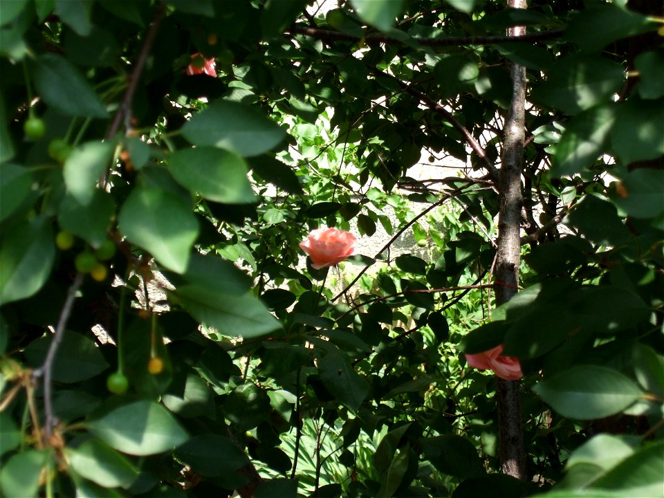 trandaf-bis2009_0517_105424