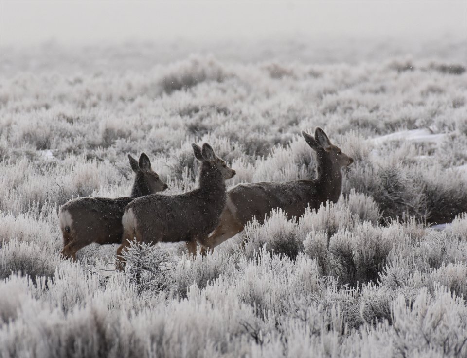 Mule deer at Seedskadee National Wildlife Refuge