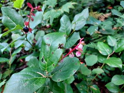 Salal, Mt. Baker-Snoqualmie National Forest. Photo by Anne Vassar Sept. 13, 2021.