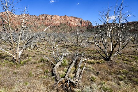 MAY 18 Burn scar outside Zion National Park
