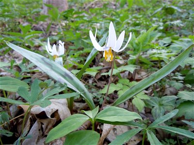 White Trout Lily