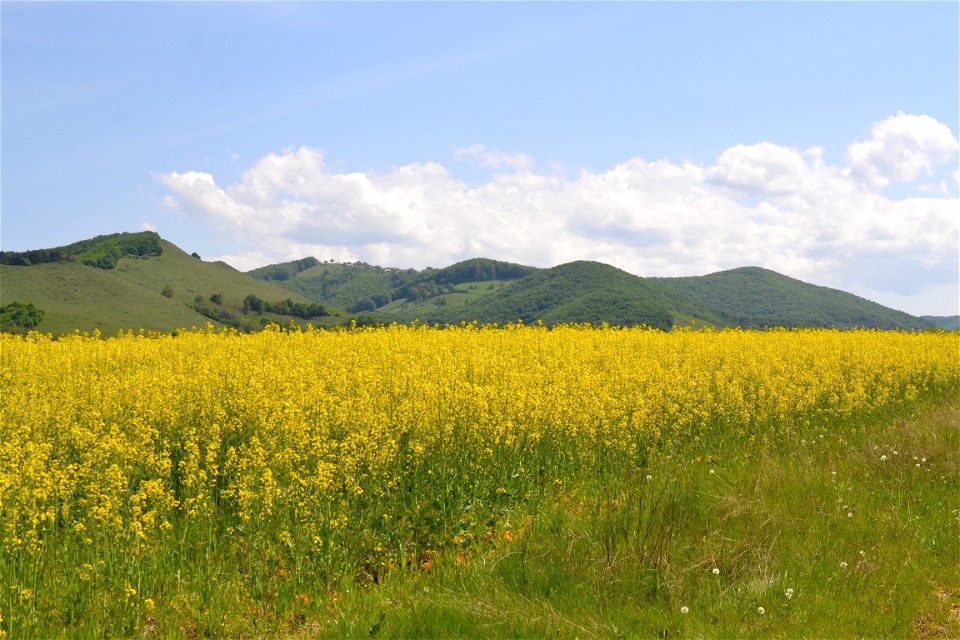 Rapeseed Field