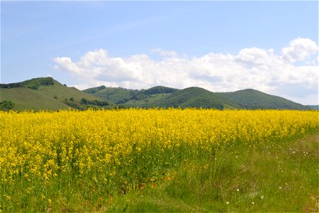 Rapeseed Field