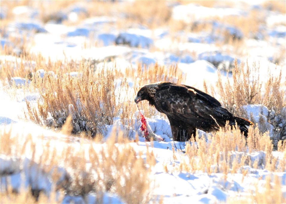 Golden eagle at Seedskadee National Wildlife Refuge