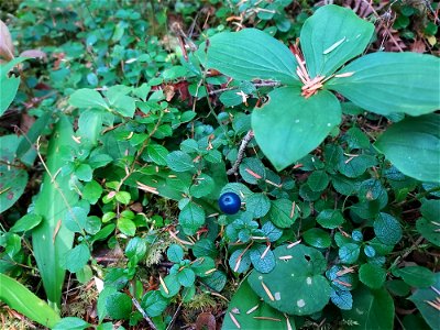 Queen's cup berry, Mt. Baker-Snoqualmie National Forest. Photo by Anne Vassar Aug. 10, 2021.