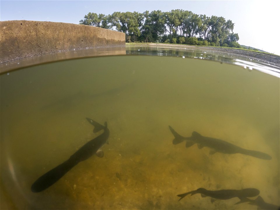 Paddlefish fingerlings in a pond