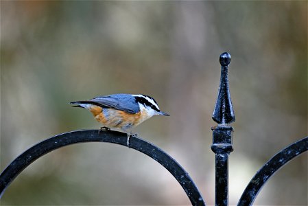 Red-breasted nuthatch photo