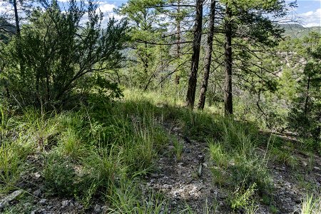 Near Apache Peak