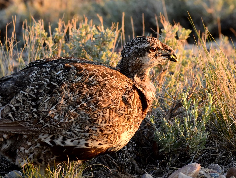 Greater sage-grouse at Seedskadee National Wildlife Refuge