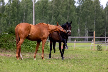 Koivuniemen talli, Hämeenlinna photo