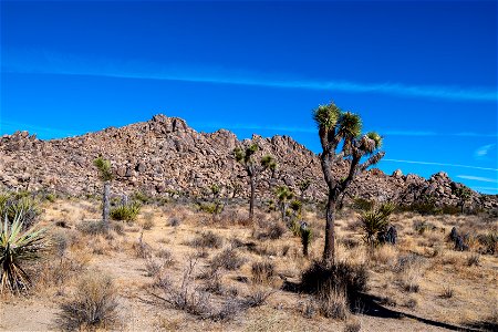 Joshua Tree National Park
