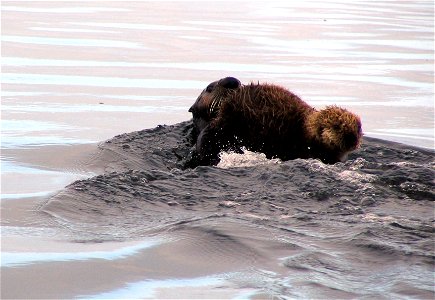 Sea otter mom and pup photo