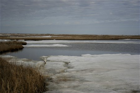 Tundra hare crossing a pond at break up photo