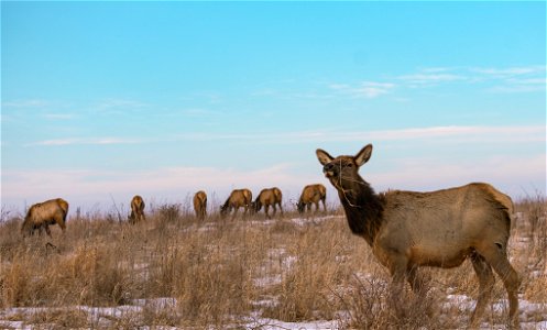 Elk grazing at Neal Smith National Wildlife Refuge photo