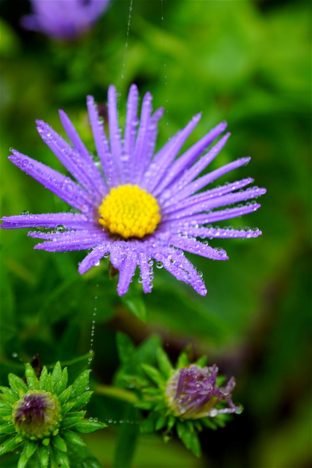 Water Droplets on an Aromatic Aster