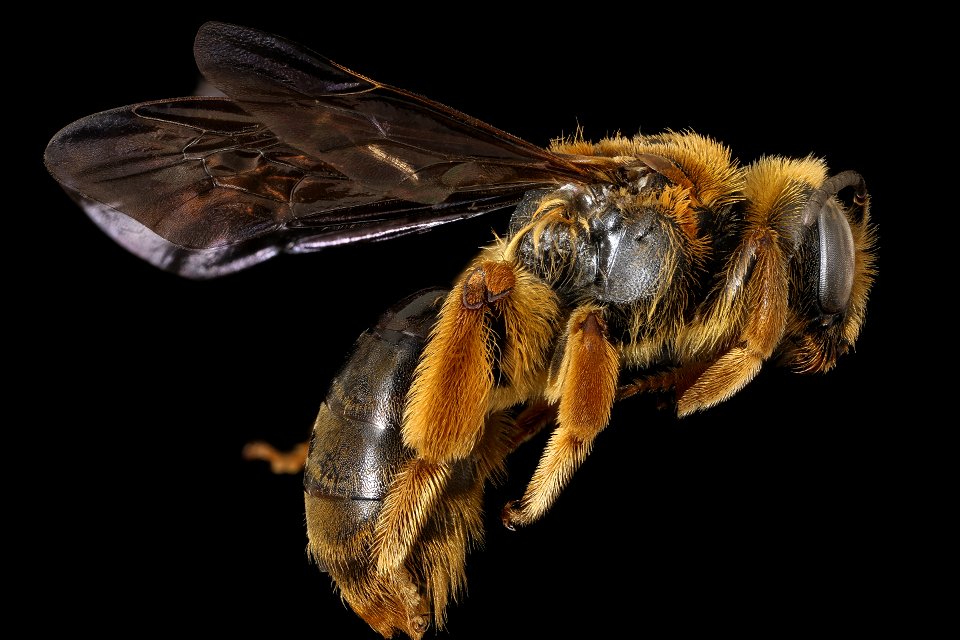 Andrena obscuripennis, female, right, Clarke, GA_2021-06-08-13.55.17 ZS PMax UDR