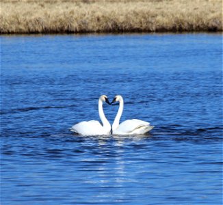 Swan Courtship photo