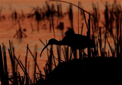 White-faced ibis at sunset