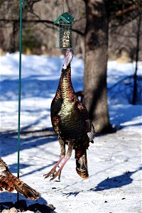 Wild turkey at a suet feeder photo