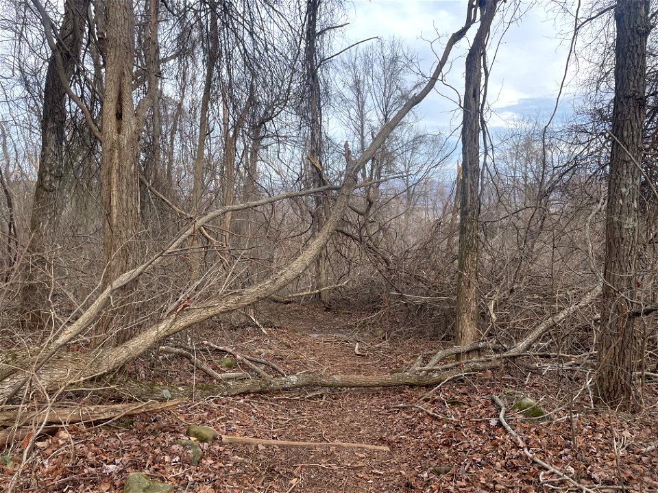 Ice Storm Cleanup North District/Fox Hollow Trail