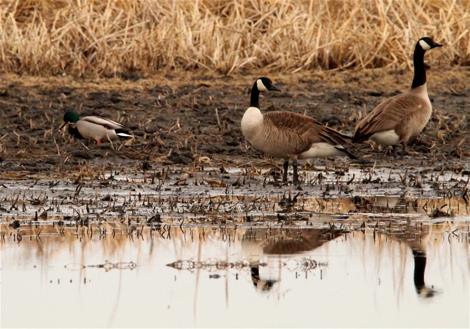 Canada Geese Huron Wetland Management District