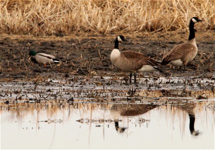 Canada Geese Huron Wetland Management District photo