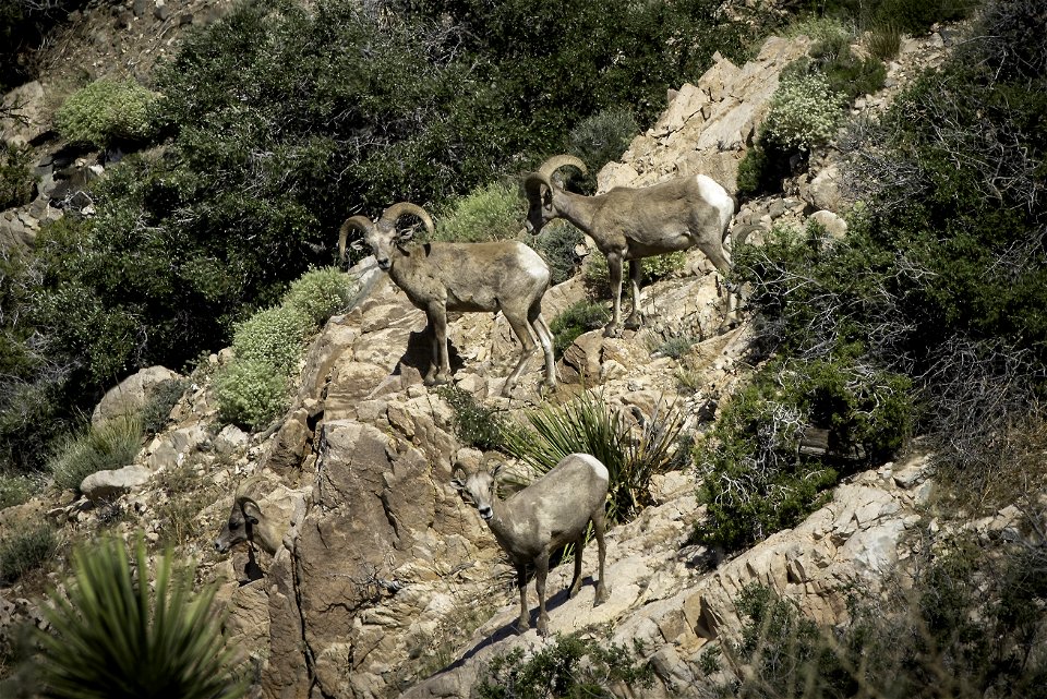 Desert Bighorn sheep (Ovis candensis nelsoni) near Keys View