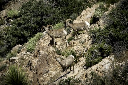 Desert Bighorn sheep (Ovis candensis nelsoni) near Keys View photo