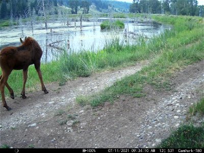 Moose calf