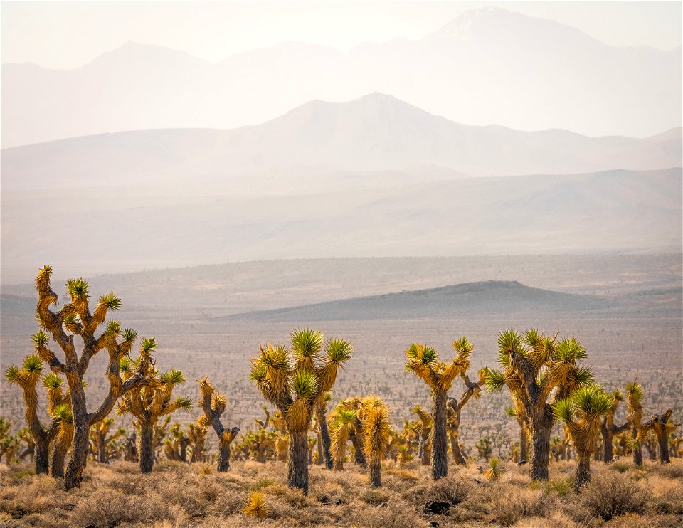 Malpais Mesa photo